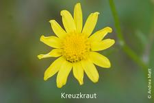 Kreuzkraut: gelbe Röhrenblüten (innen), gelbe Zungenblüten
