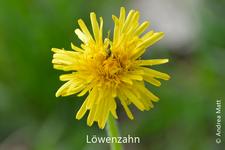 Löwenzahn: gelbe Blüte, nur aus Zungenblüten