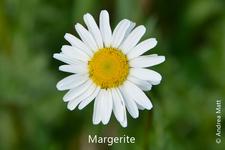 Margerite: gelbe Röhrenblüten (innen), weiße Zungenblüten
