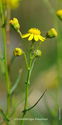 Schmalblättriges Kreuzkraut (Senecio inaequidens), Südafrikanisches Greiskraut