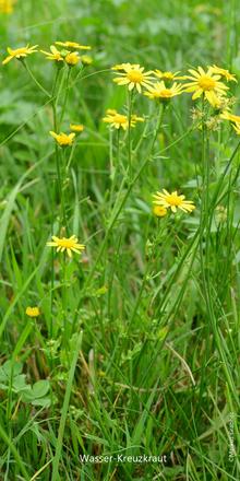 Wasser-Kreuzkraut (Senecio aquaticus), Wasser-Greiskraut