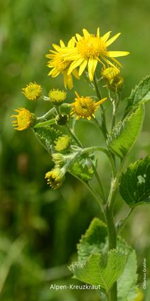 Alpen-Kreuzkraut (Senecio alpinus), Alpen-Greiskraut