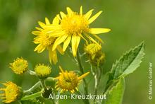 Alpen-Kreuzkraut (Senecio alpinus)