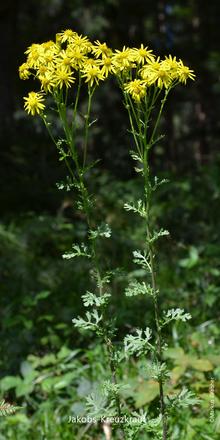 Jakobs-Kreuzkraut (Senecio jacobaea)