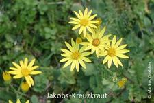 Jakobs-Kreuzkraut (Senecio jacobaea)