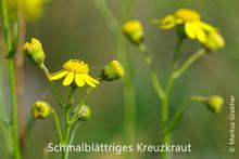 Schmalblättriges Kreuzkraut (Senecio inaequidens)