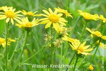 Wasser-Kreuzkraut (Senecio aquaticus)